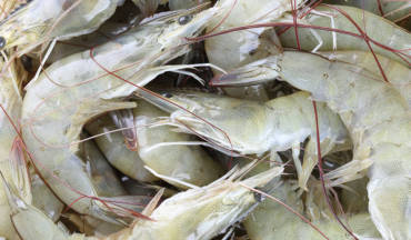 Indian Shrimp exports set to flourish.
