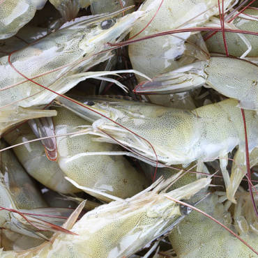 Indian Shrimp exports set to flourish.